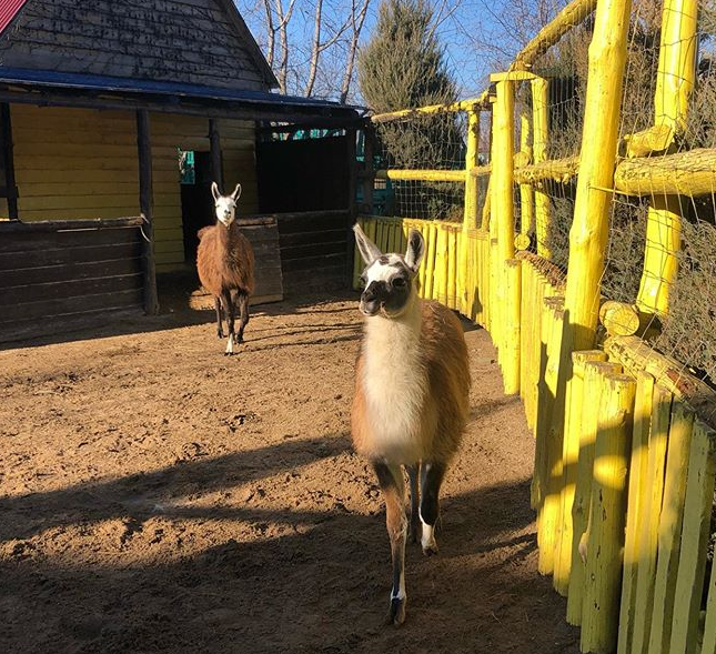 В Бердянском зоопарке пополнение семействе лам, – видео 