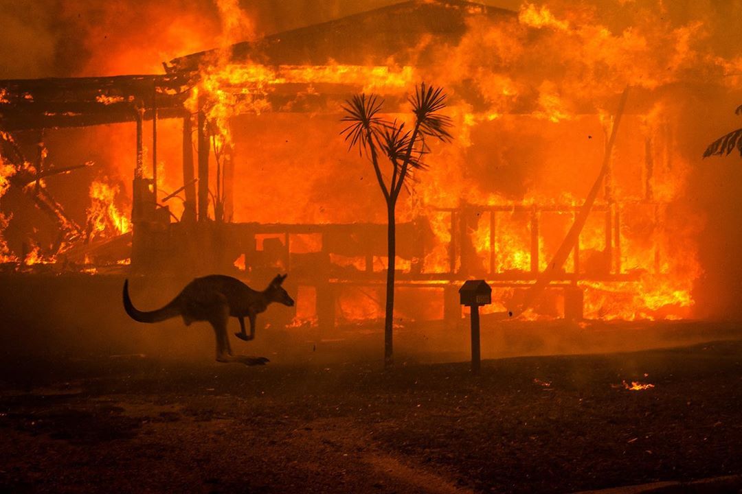 Пожары в Австралии: погибло 24 человека и почти 500 млн животных