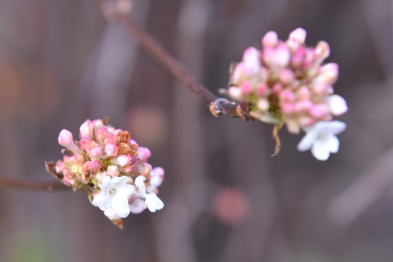 В Запорожье в ботаническом саду зацвели весенние цветы