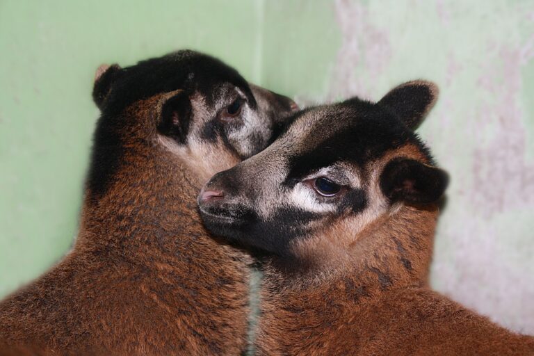 В Мелитопольском зоопарке родились камерунские барашки