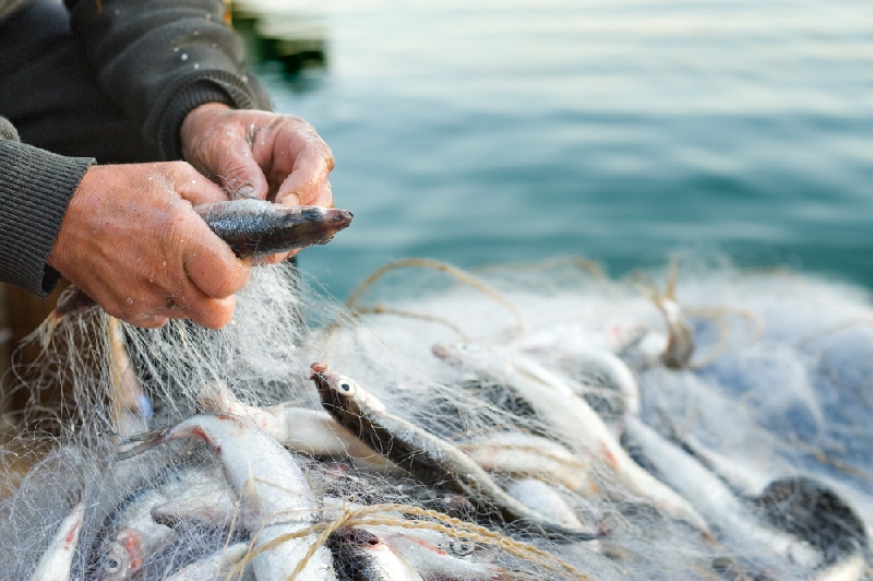 В Запорожье задержали браконьера, который выловил более 700 рыбин