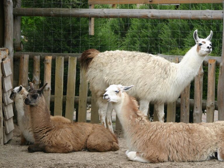 В Бердянском  зоопарке показали, как растет малыш ламы, – видео