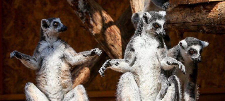 В зоопарке «Сафари» построили экодомик для лемуров, – видео