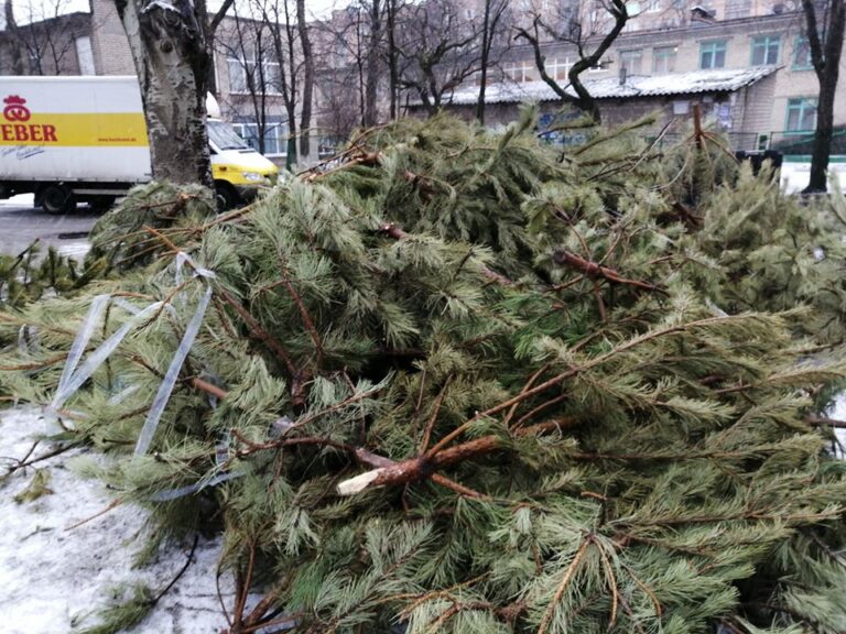 Запорожцев предупредили о штрафах за вырубку елок