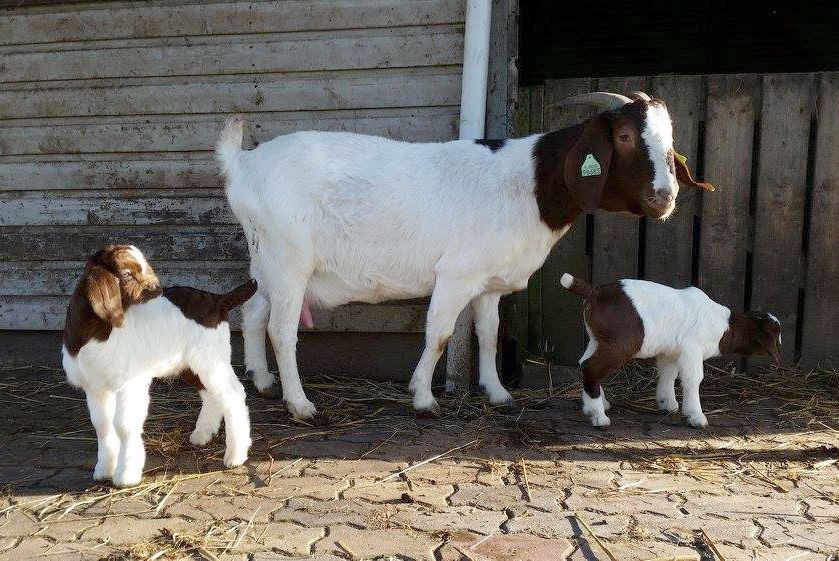 В Васильевском зоопарке появилось семейство бурских коз, – видео