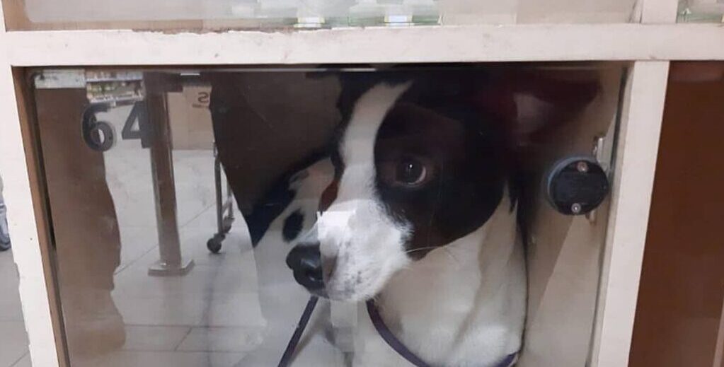 Запорожец оставил свою собаку в камере хранения в супермаркете