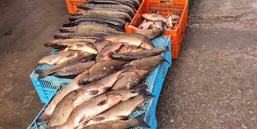 В Запорожье правоохранители обнаружили незаконную  торговлю свежей рыбой
