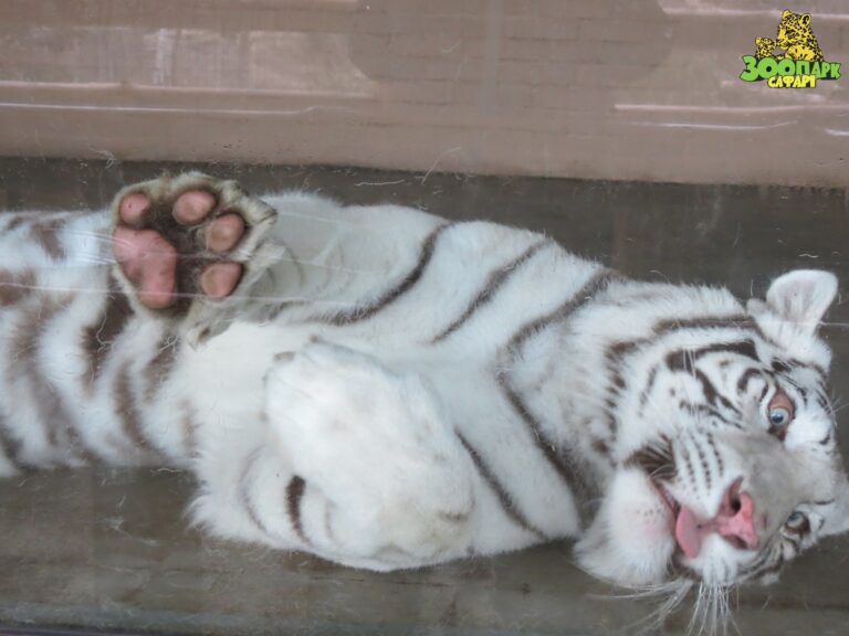 В Бердянском зоопарке “Сафари” белая тигрица родила потомство, – видео