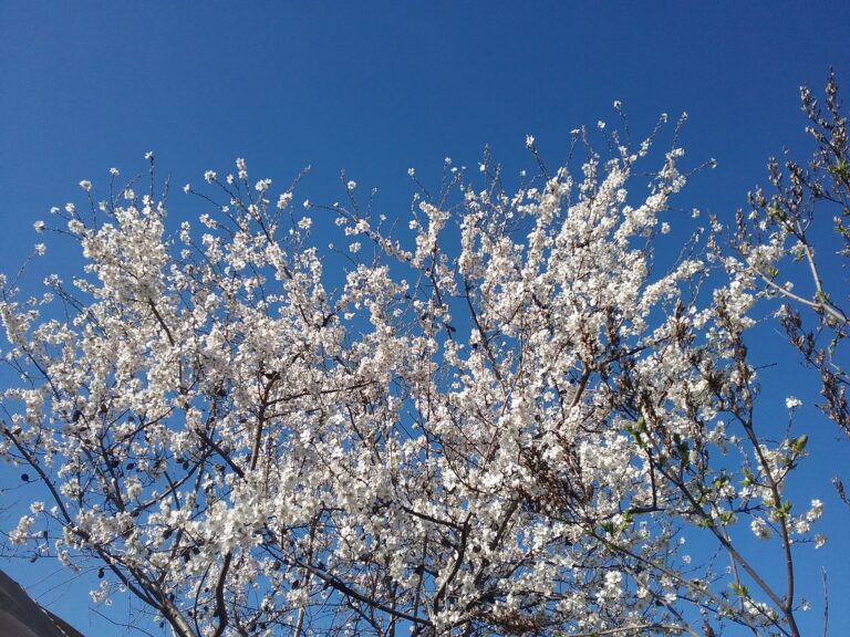 В Запорожье начали расцветать абрикосовые деревья