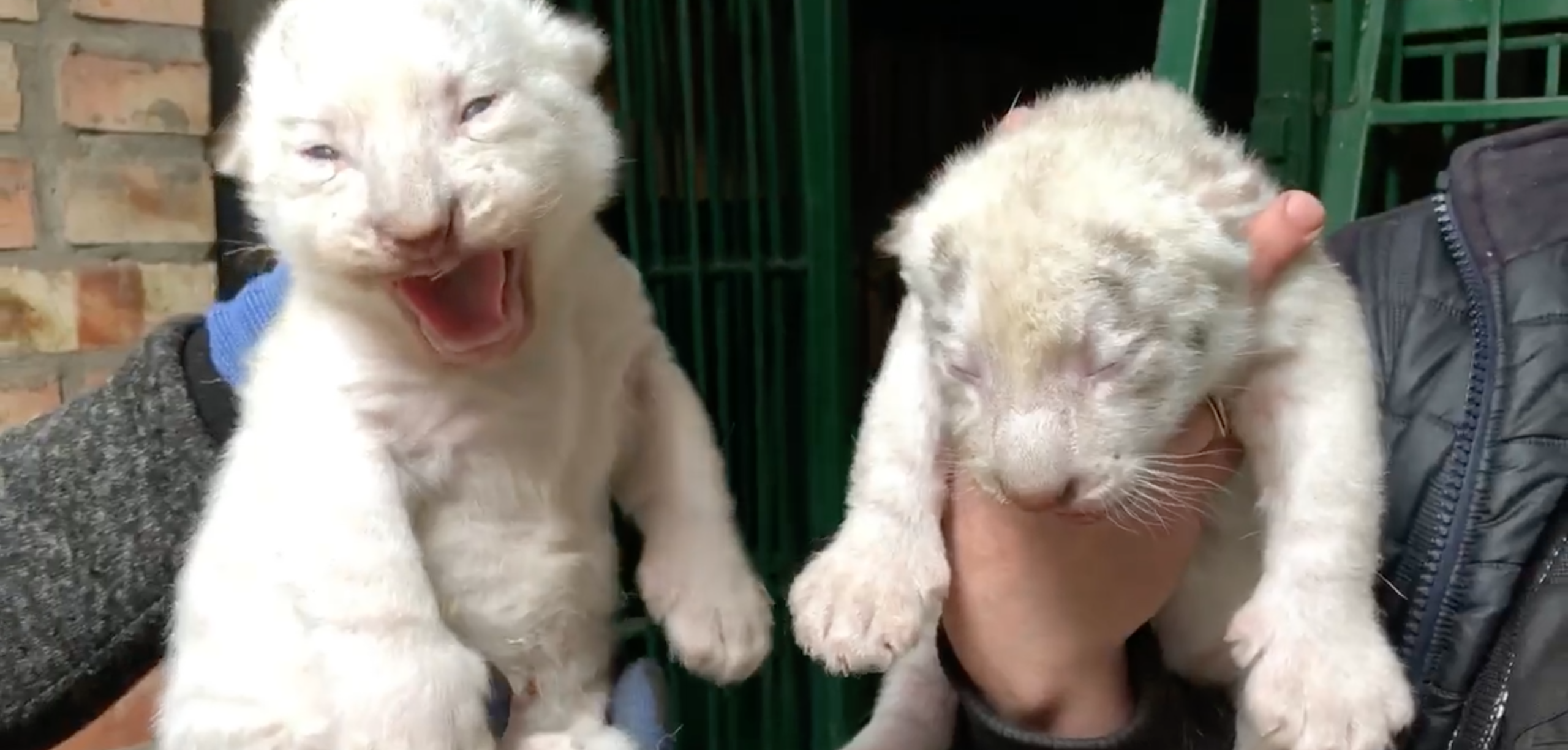 В бердянском зоопарке Сафари родились белые тигрята, – ВИДЕО