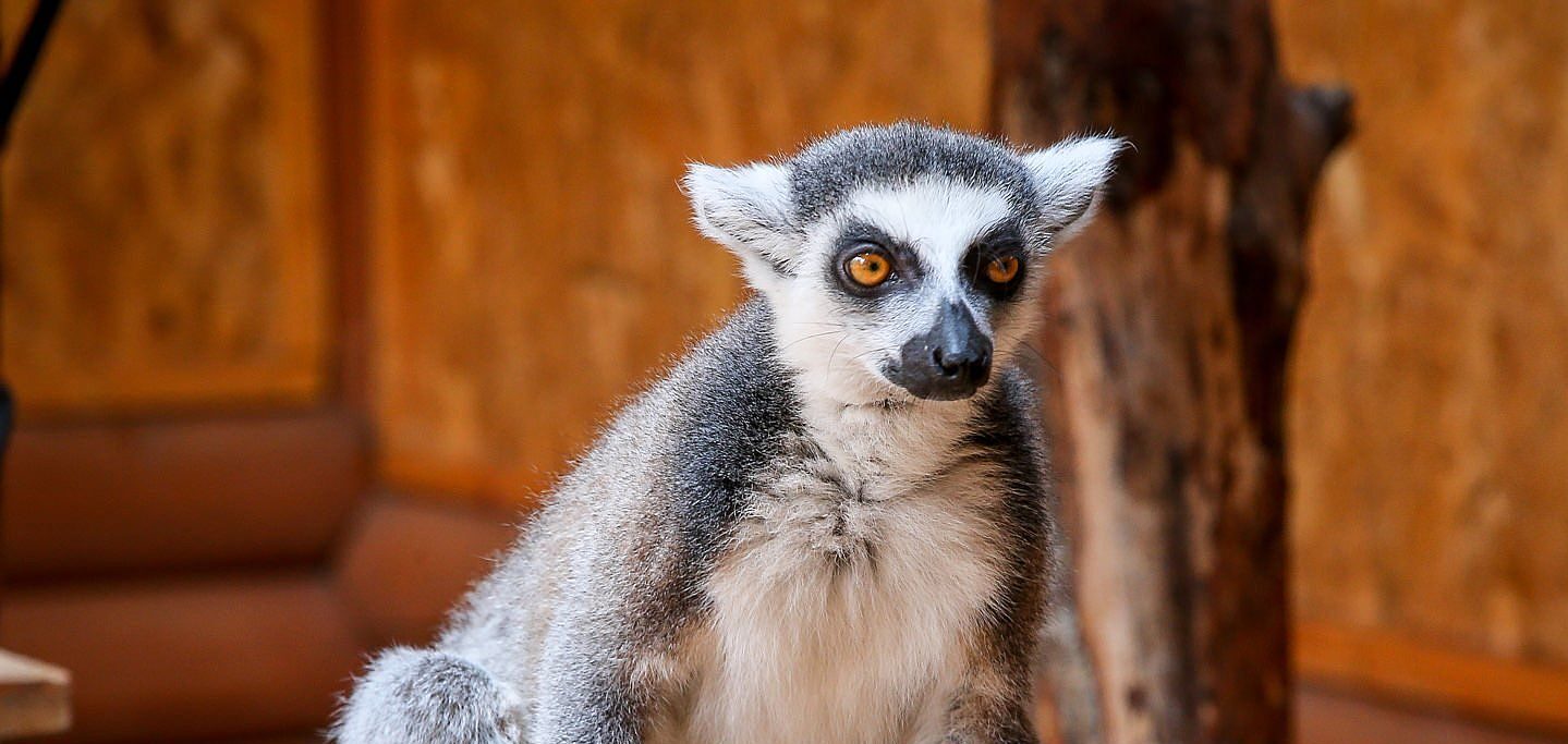 Бердянский зоопарк “Сафари” возобновляет свою работу
