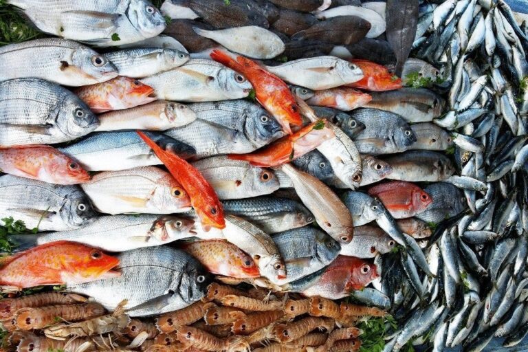 В Запорожской области с 1 апреля начинается весенне-летний запрет на вылов рыбы