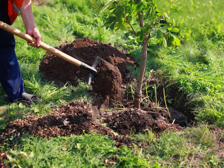 В Запорожье перенесли акцию по высадке деревьев на неопределенный срок