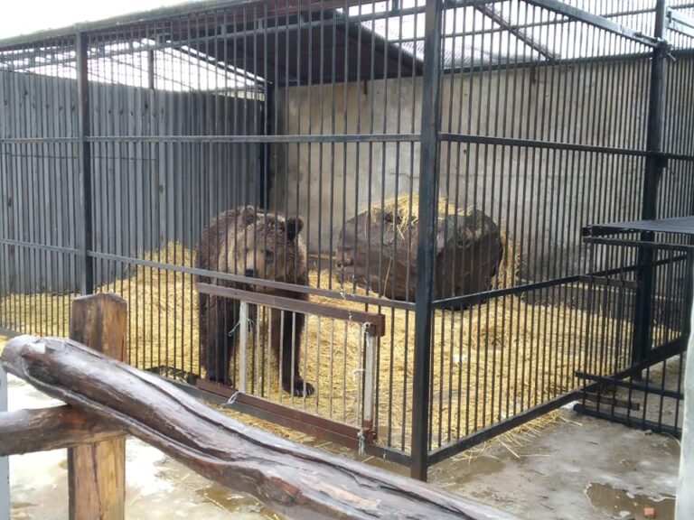 Зоозащитная организация просит помощи в перевозке медведей из Васильевки
