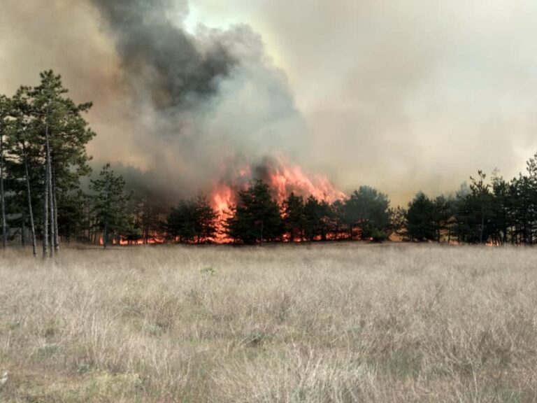 В Энергодаре пожарные ликвидировали пожар на территории лесничества (ФОТОРЕПОРТАЖ)