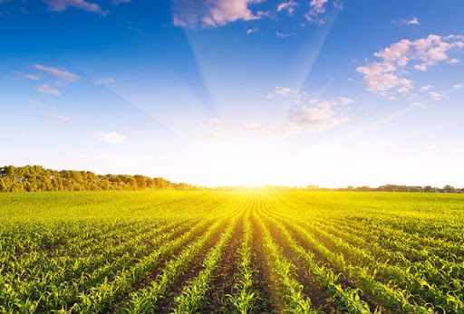 В 2020 году фермеры в Запорожской области соберут 140 тыс тонн кукурузы, – прогноз