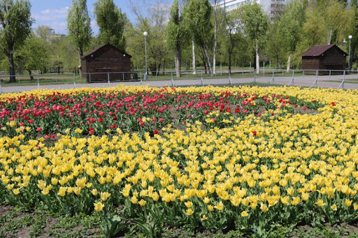 В Запорожье начинается сезон тюльпанов (ФОТО)