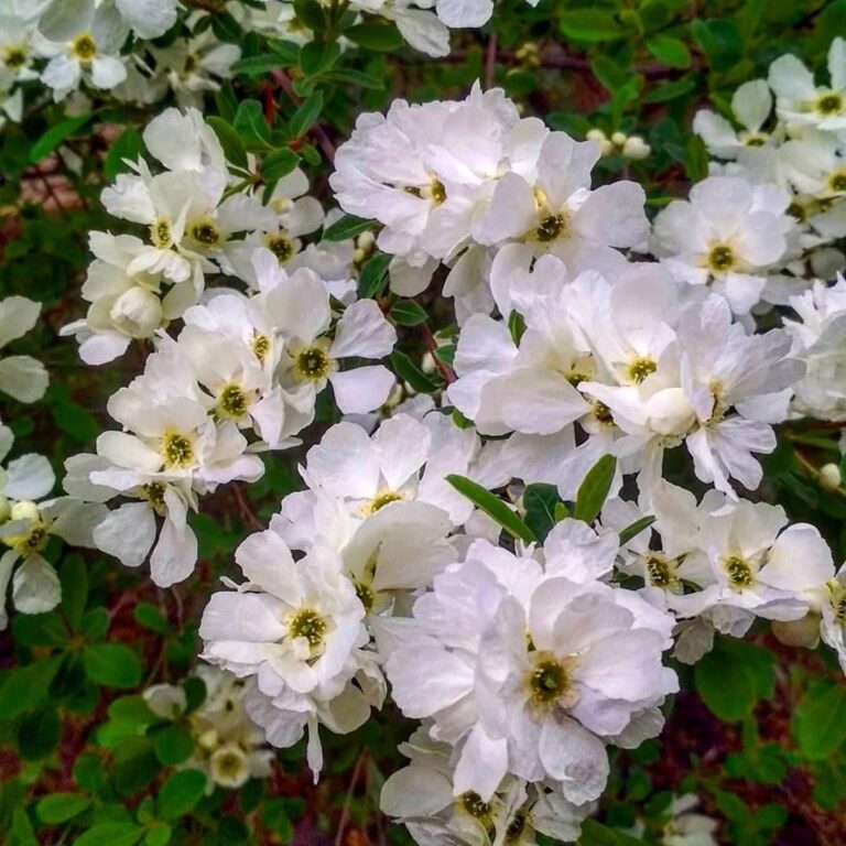 В Запорожском ботаническом саду расцвел курстаник “жемчужных цветов”, – фото