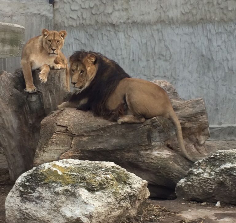 В Васильевском зоопарке шестой день рождения отметил хищник по кличке Тор, – фото