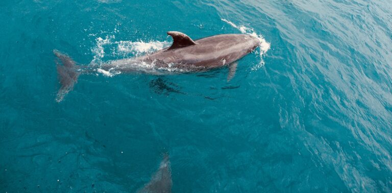 В Кирилловке в море заметили дельфина (ВИДЕО)
