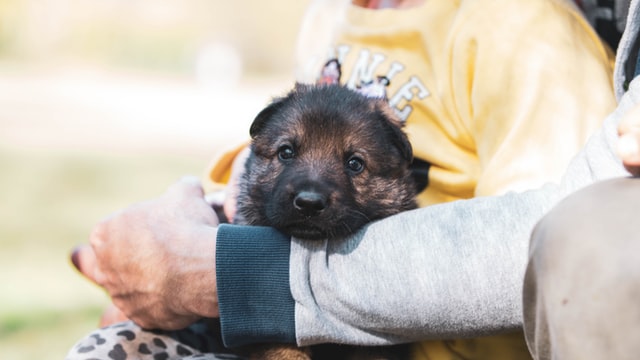 В Бердянске спасатели достали щенков из колодца