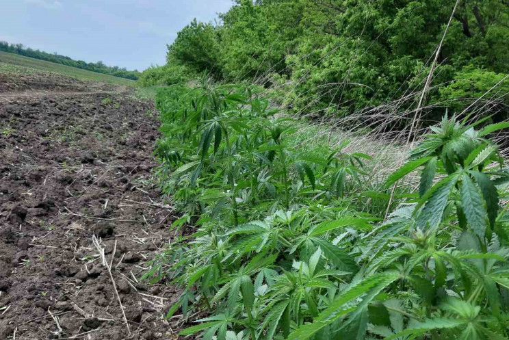 В Ореховском районе полиция обнаружила высаженные вдоль лесополосы 8000 кустов конопли
