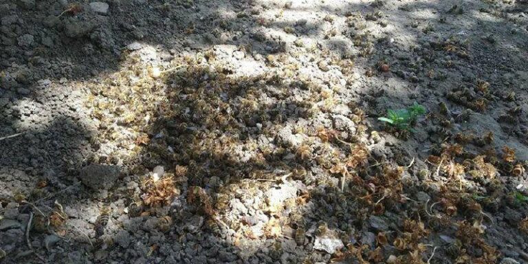 В Веселовском района после обработки полей химикатами погибли тысячи пчел (ФОТО)
