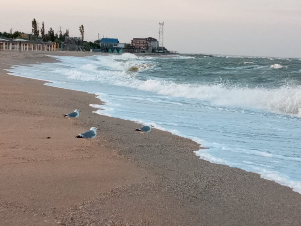 В Азовском море проверили качество воды
