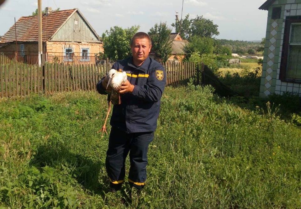 В Запорожской области спасли аиста, который потерял свой дом, – фото