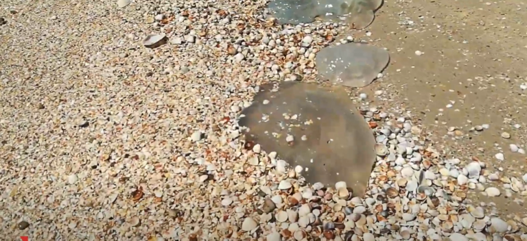 В Кирилловке после шторма на берег выбросило медуз, – видео