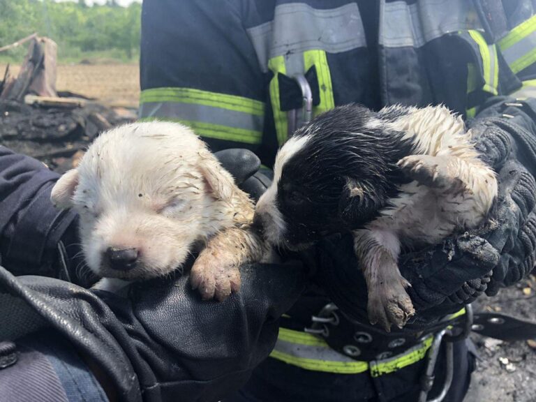 На Хортице во время тушения пожара спасли новорожденных щенков, – фото
