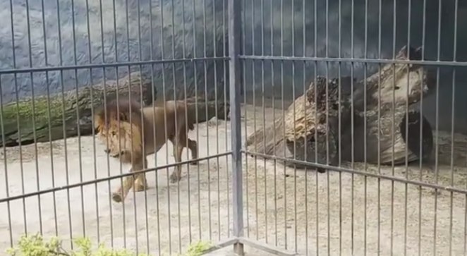 В Васильевском центре для хищников поселились цирковые львы, – видео