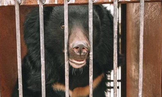 Для медведей из Васильевского реабилитационного центра нашли новый дом, – видео