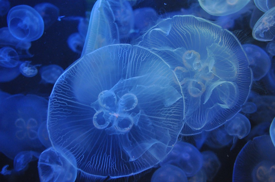 В Кирилловке появились первые медузы
