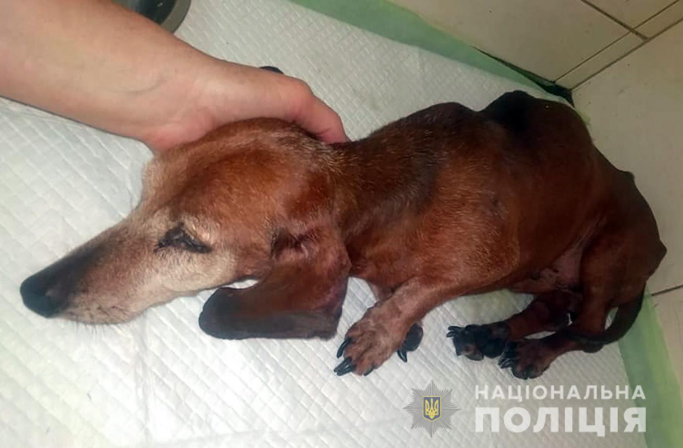 В Запорожье будут судить мужчину за жестокое обращение с собакой