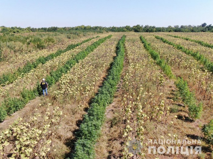Запорожские полицейские обнаружили посевы конопли на 10 млн гривен (ФОТО)
