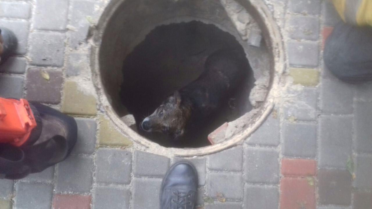 В Запорожье из колодца спасли бездомную собаку