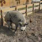 Свинья Пумба из Аквазоо