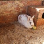 Кролик любит общаться с посетителями Аквазоо