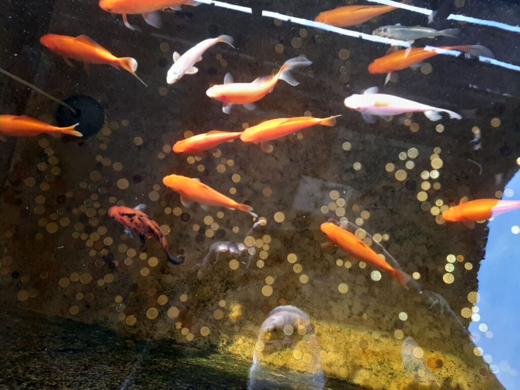 Золотые рыбки Аквазоо