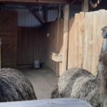 Австралийские страусы Эмму из Аквазоо