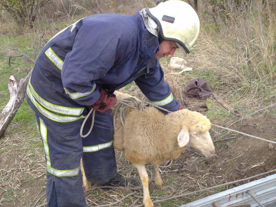 В Запорожской области спасатели достали из колодца овцу