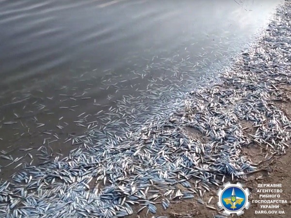 В Молочном лимане массовая гибель рыбы