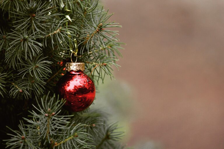 Запорожцы смогут купить новогодние елки в 25 местах