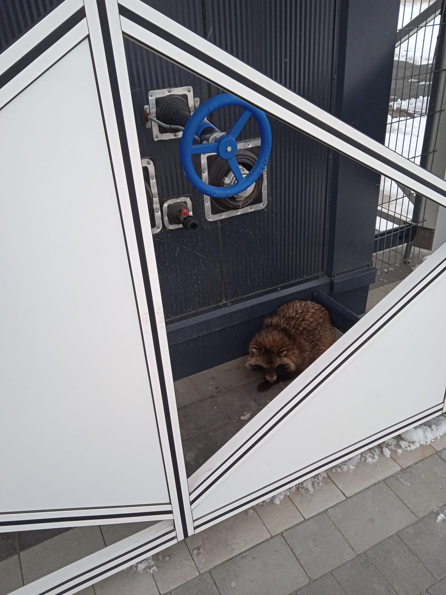 Енотовидная собака пришла в запорожский аэропорт, – фото