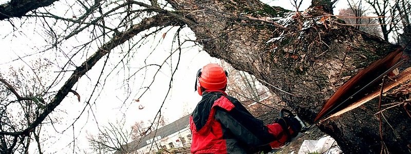 В Запорожской области спасатели ликвидировали аварийные деревья