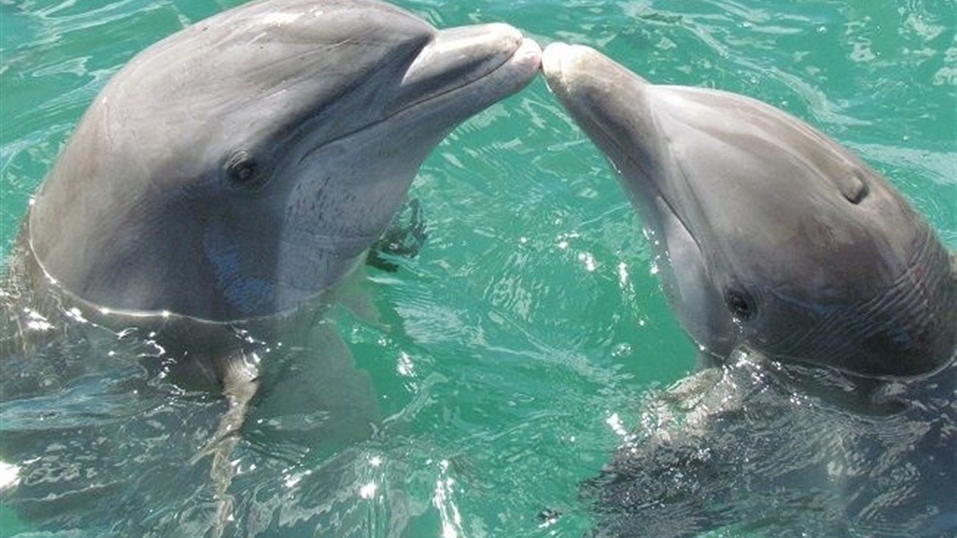 В Азовском море увеличилась популяция дельфинов