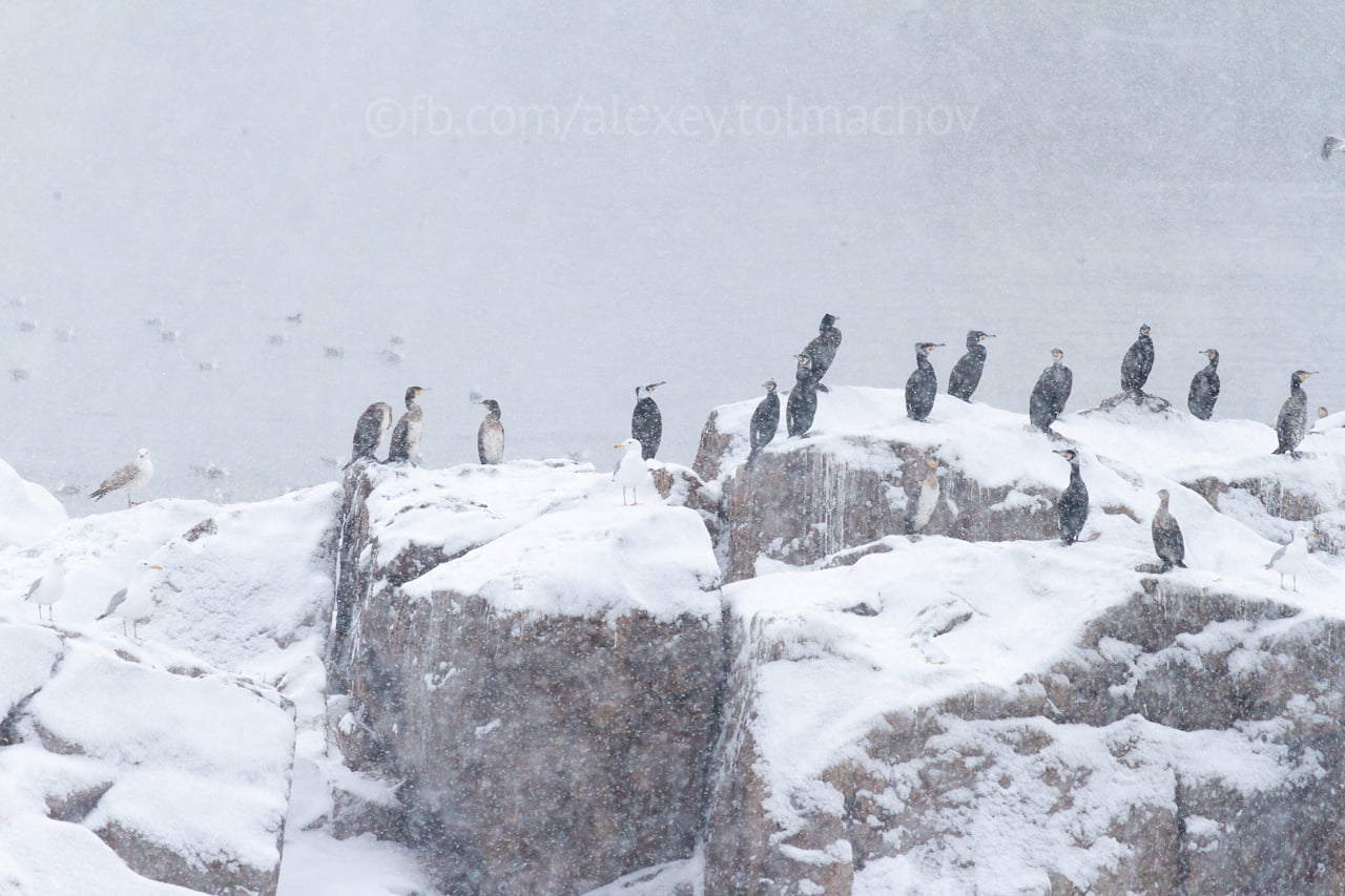 Зимовка диких птиц на скалах возле Хортицы, – ФОТО