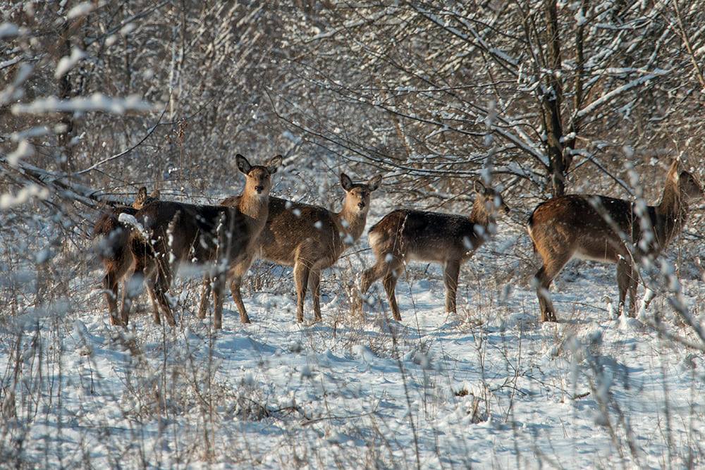 Запорожский фотограф снял диких оленей на Хортице