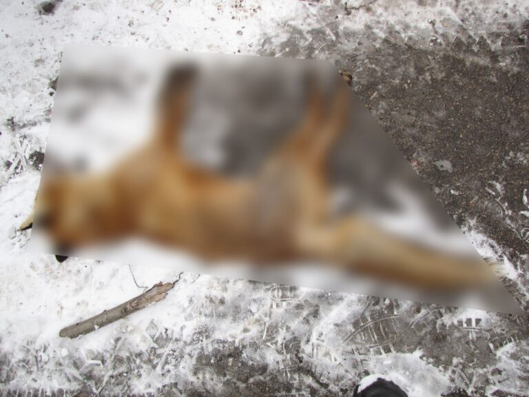 На Хортице произошли массовые убийства диких животных, – фото